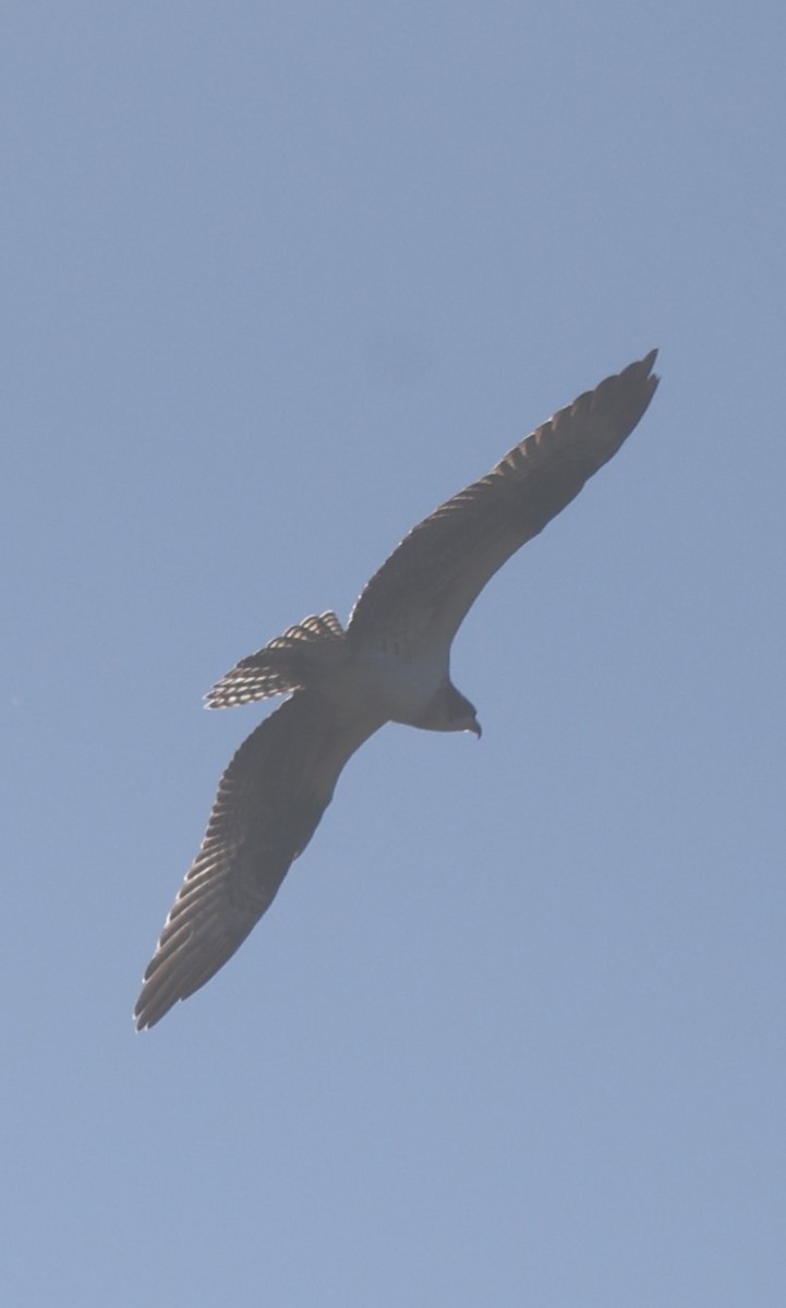 Osprey - ML647801752