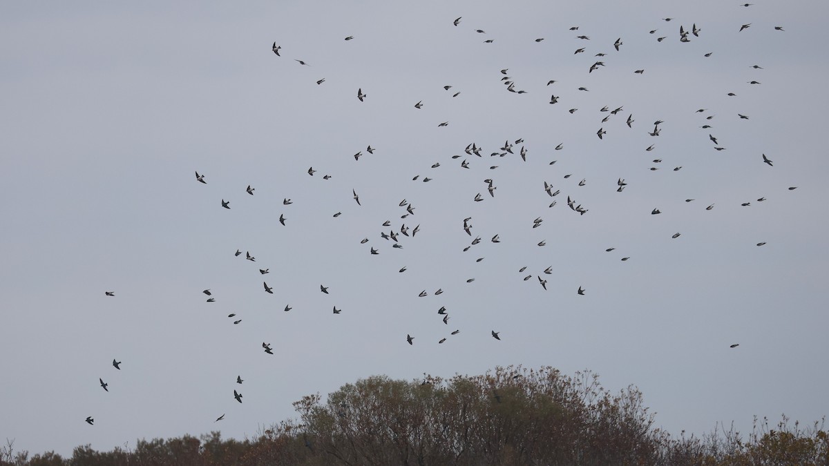 Tree Swallow - ML647801759