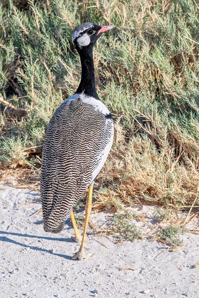 White-quilled Bustard - ML647801798