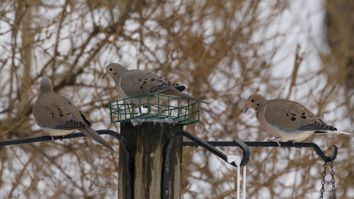 Zenaida Huilota - ML647801812