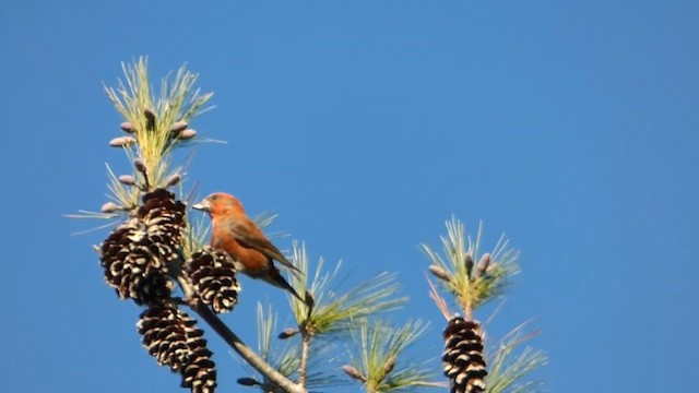 Çaprazgaga - ML647801821