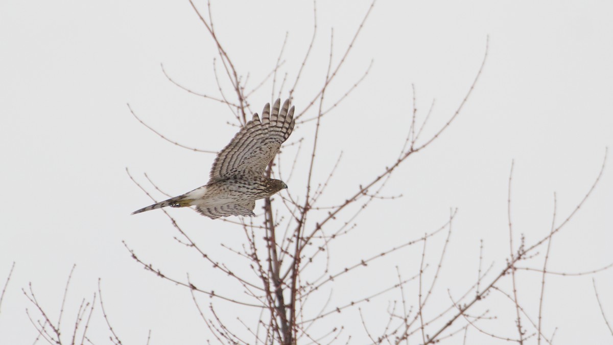 Cooper's Hawk - ML647801826
