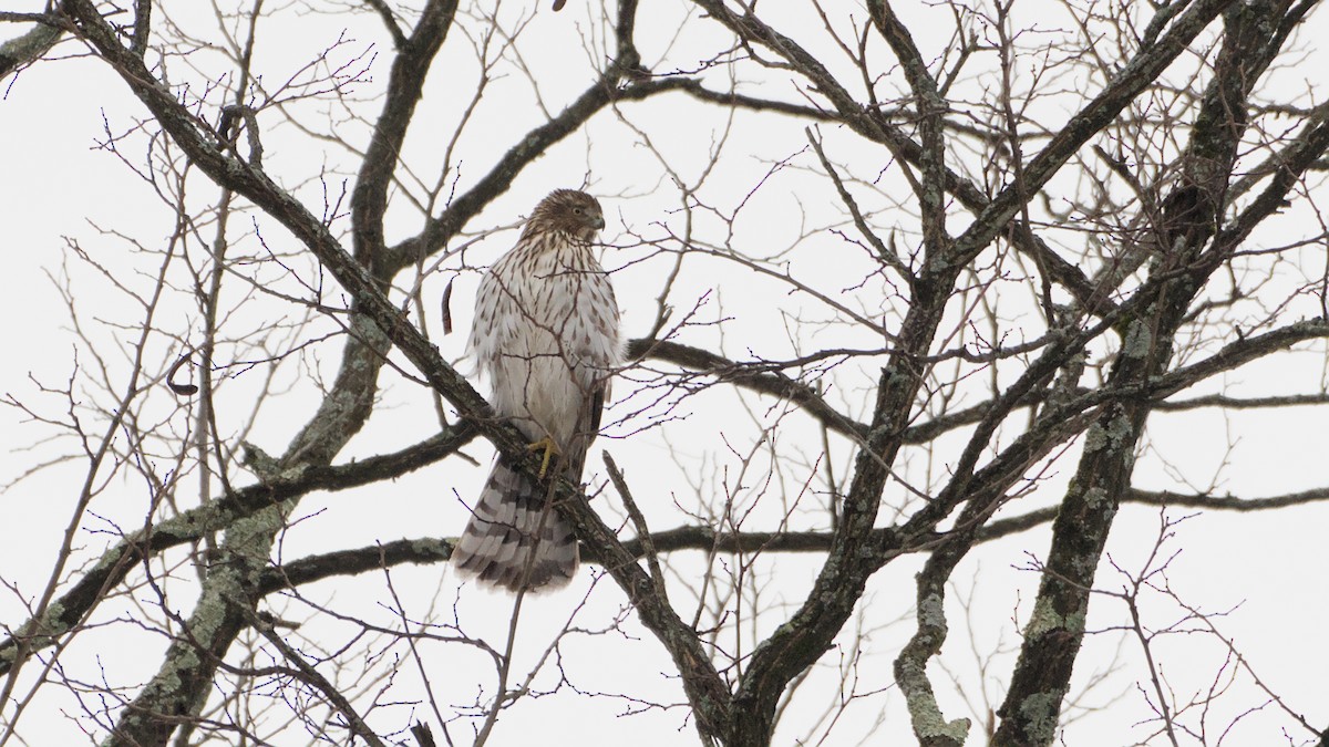 Cooper's Hawk - ML647801827