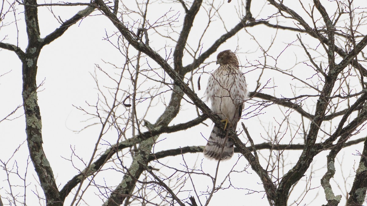 Cooper's Hawk - ML647801828
