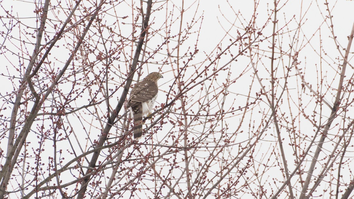 Cooper's Hawk - ML647801829