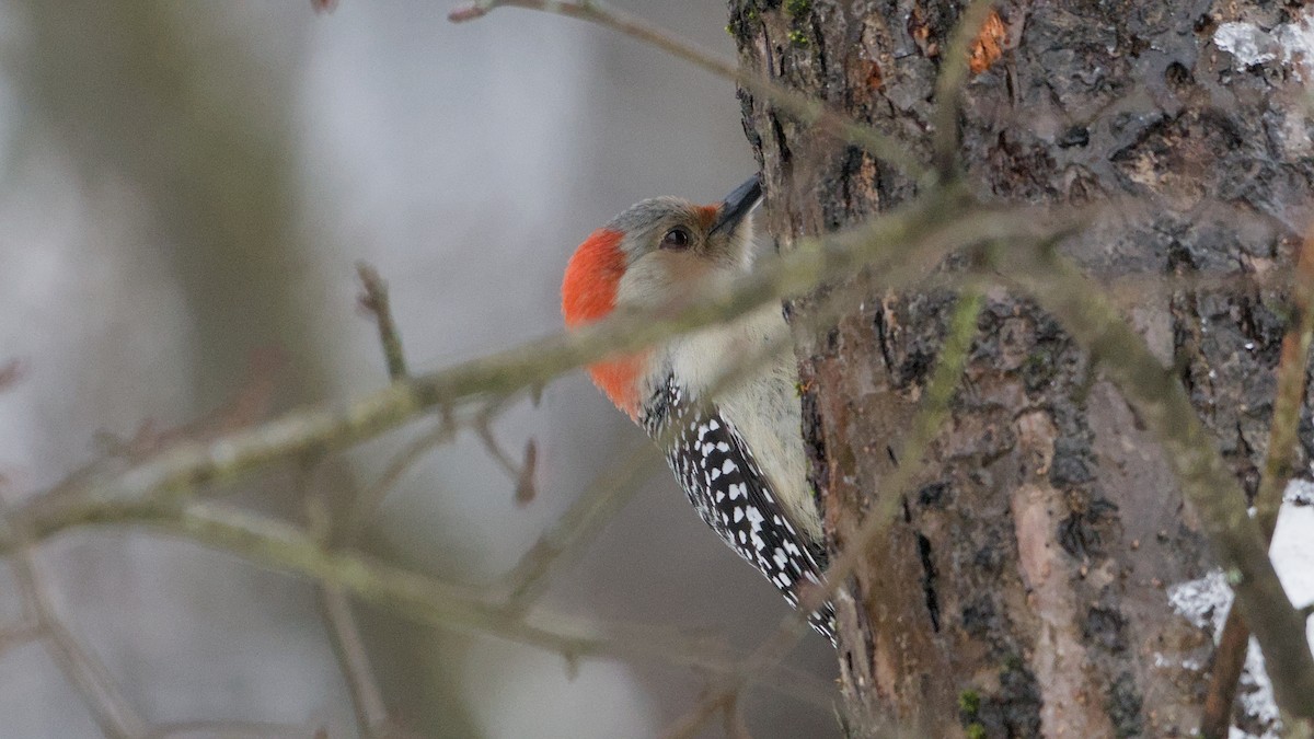 Red-bellied Woodpecker - ML647801852