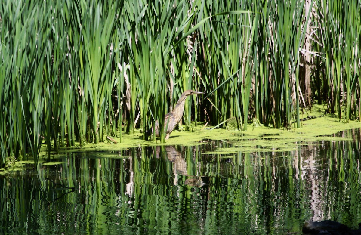 Бугай американський - ML647801861