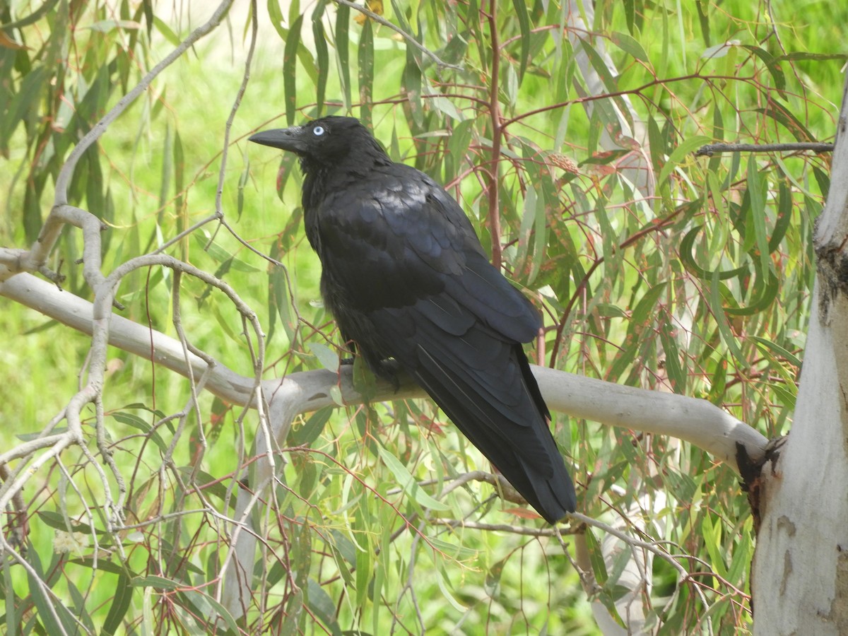 Little Raven - ML647801875