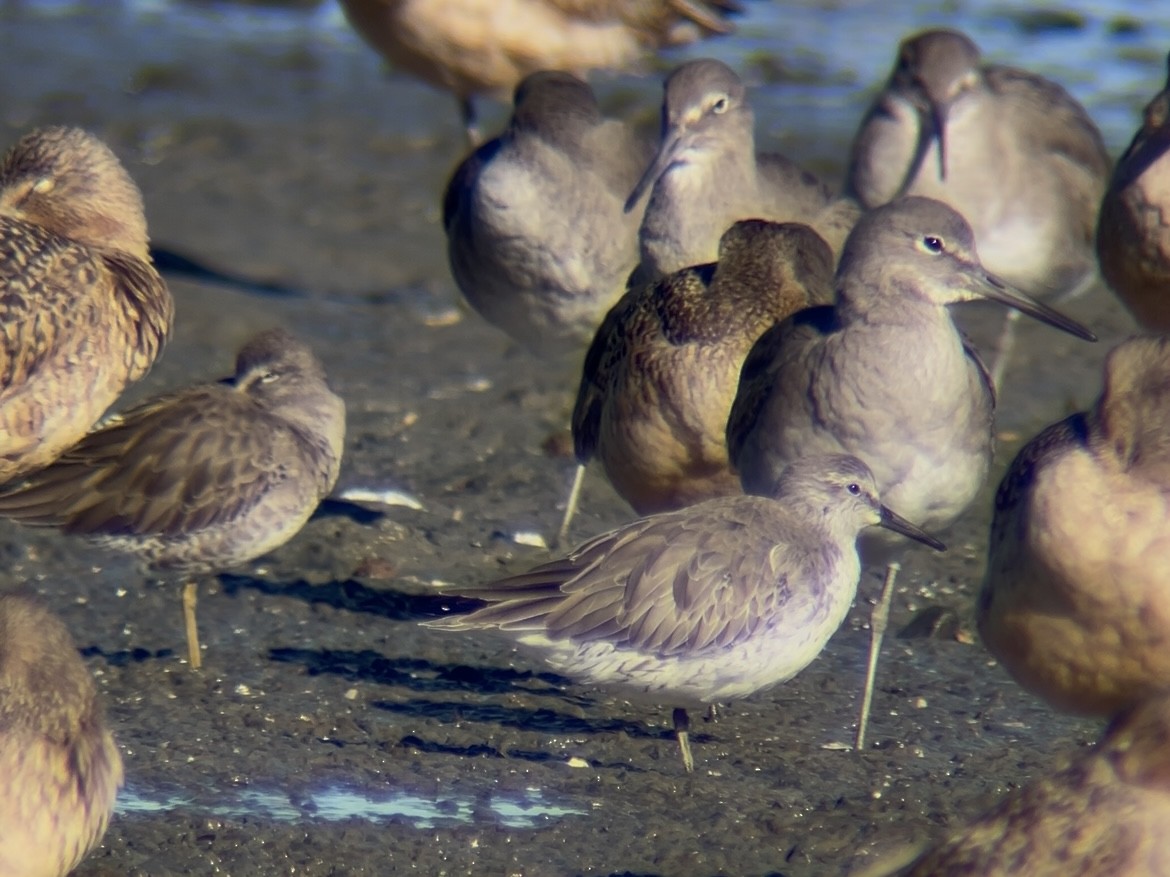 Red Knot - ML647801885