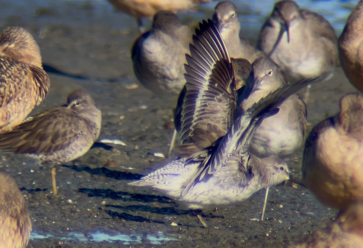 Red Knot - ML647801886