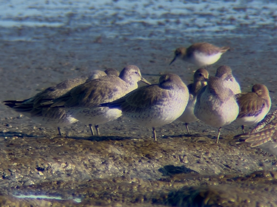 Red Knot - ML647801887