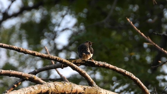 Black-throated Blue Warbler - ML647801920