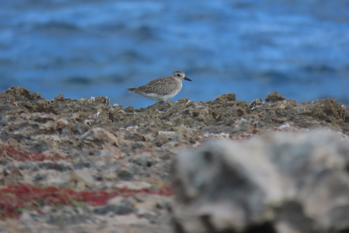 Chorlito Gris - ML647801931