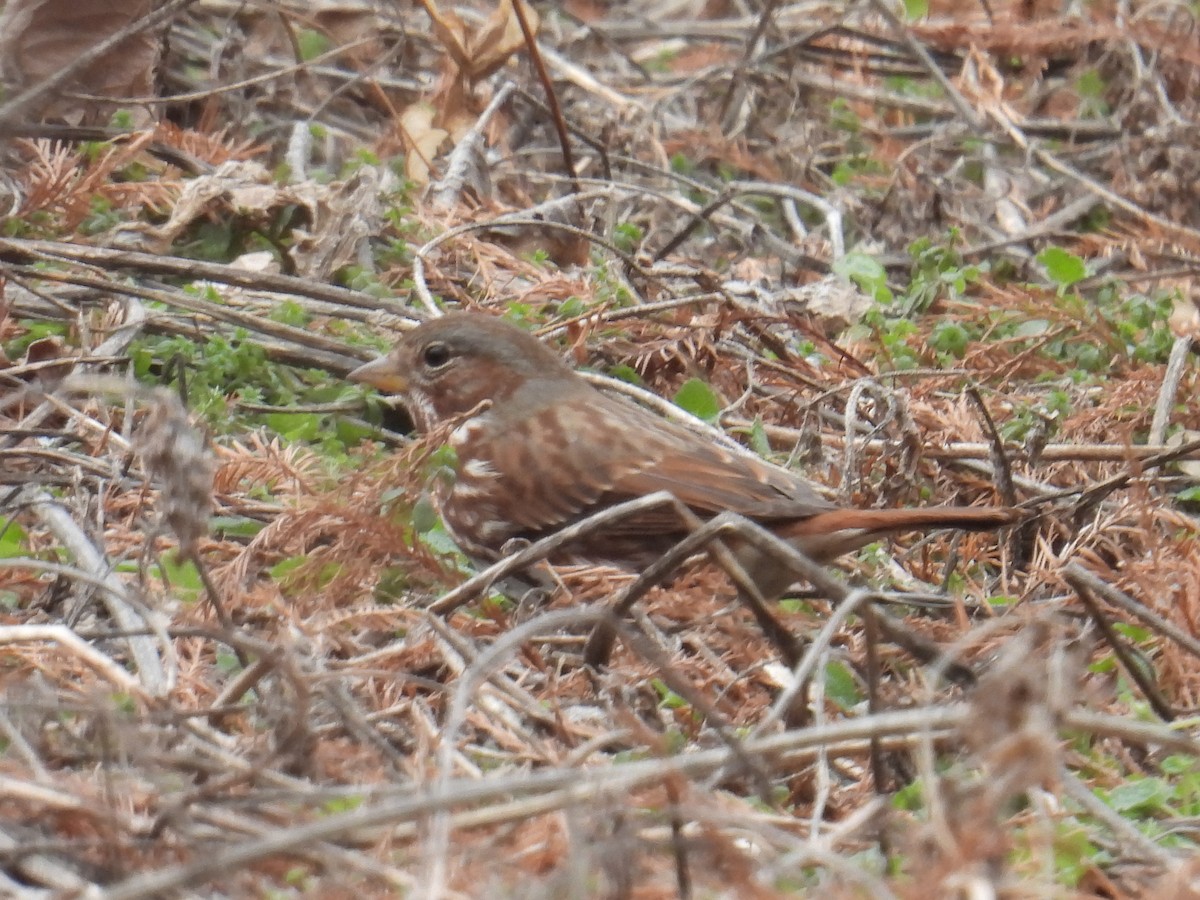 strnadec kaštanový - ML647801950