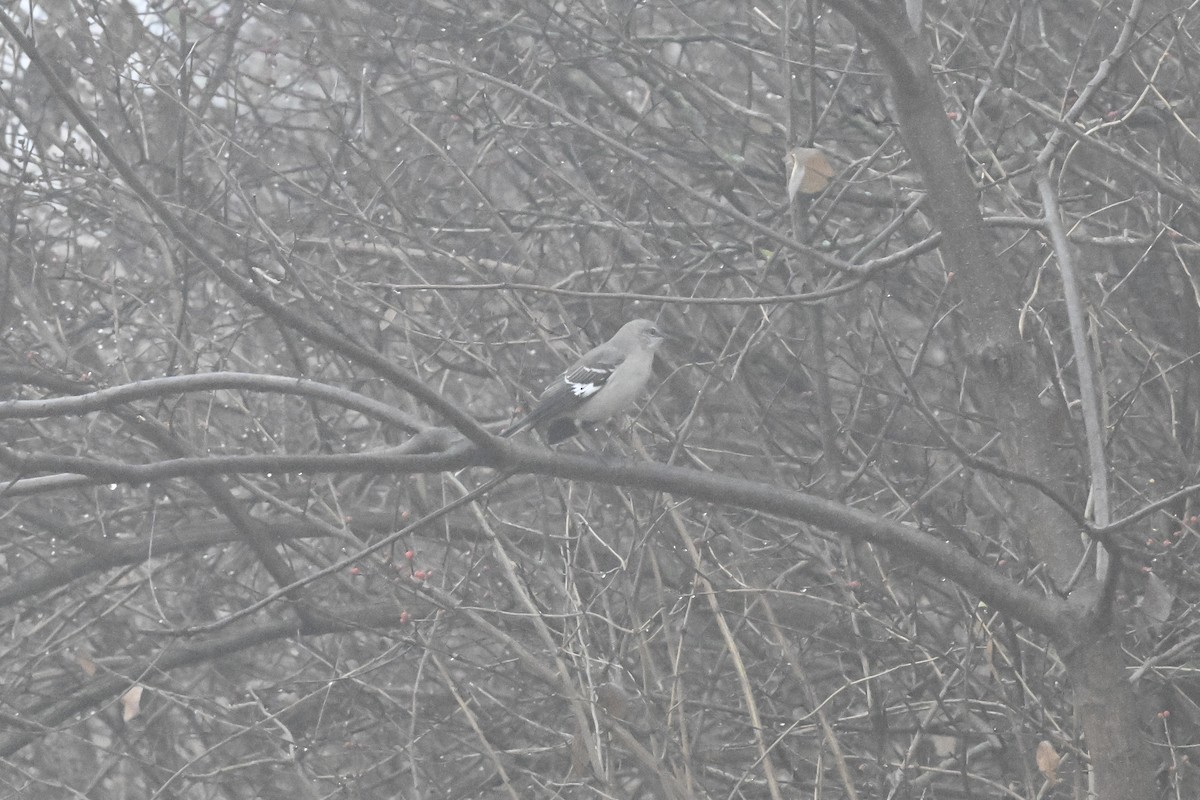 Northern Mockingbird - ML647801964