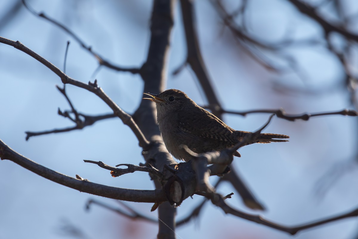 Northern House Wren (Northern) - ML647801965