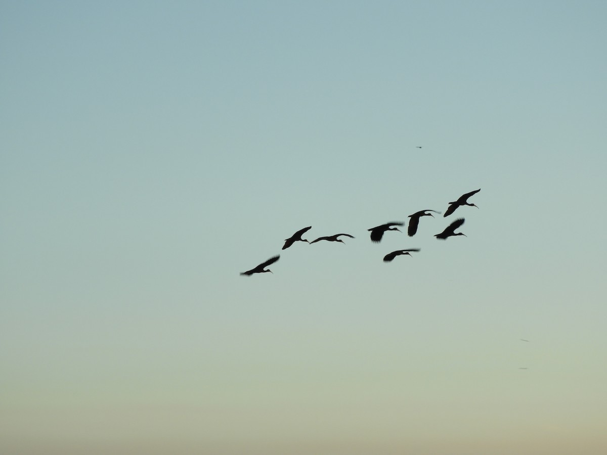 Ibis Afeitado - ML647801978