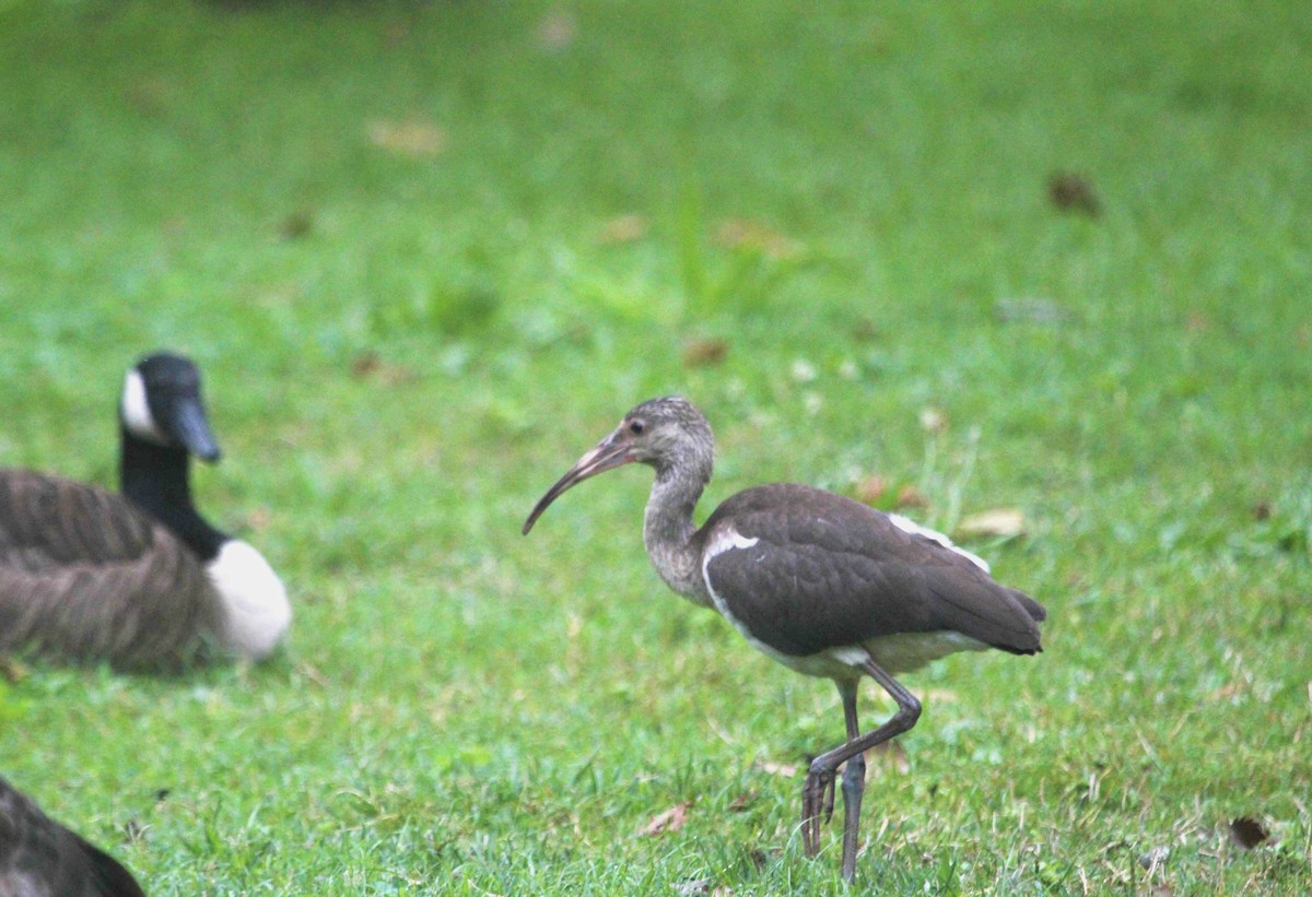 Ібіс білий - ML647801995