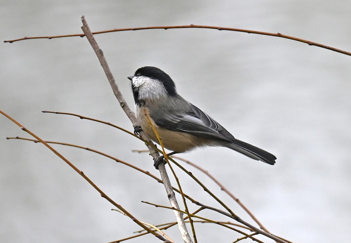 Гаїчка світлокрила - ML647802006