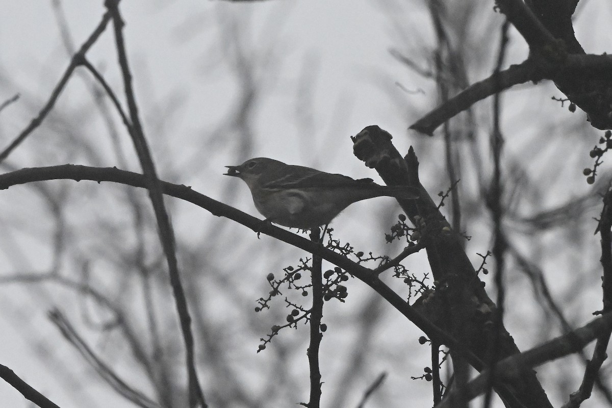 Yellow-rumped Warbler - ML647802008