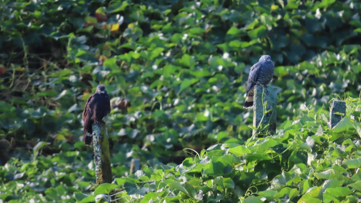 Hook-billed Kite - ML647802033