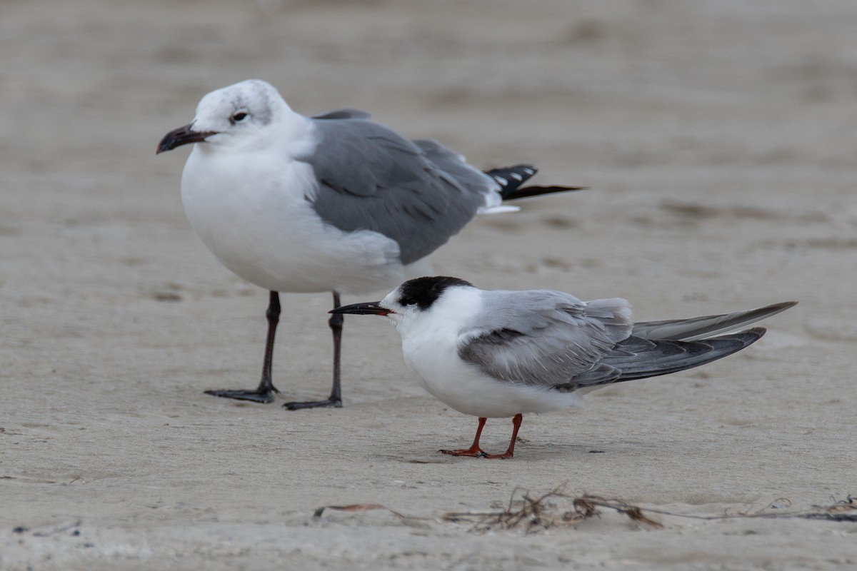 Common Tern - ML647802036