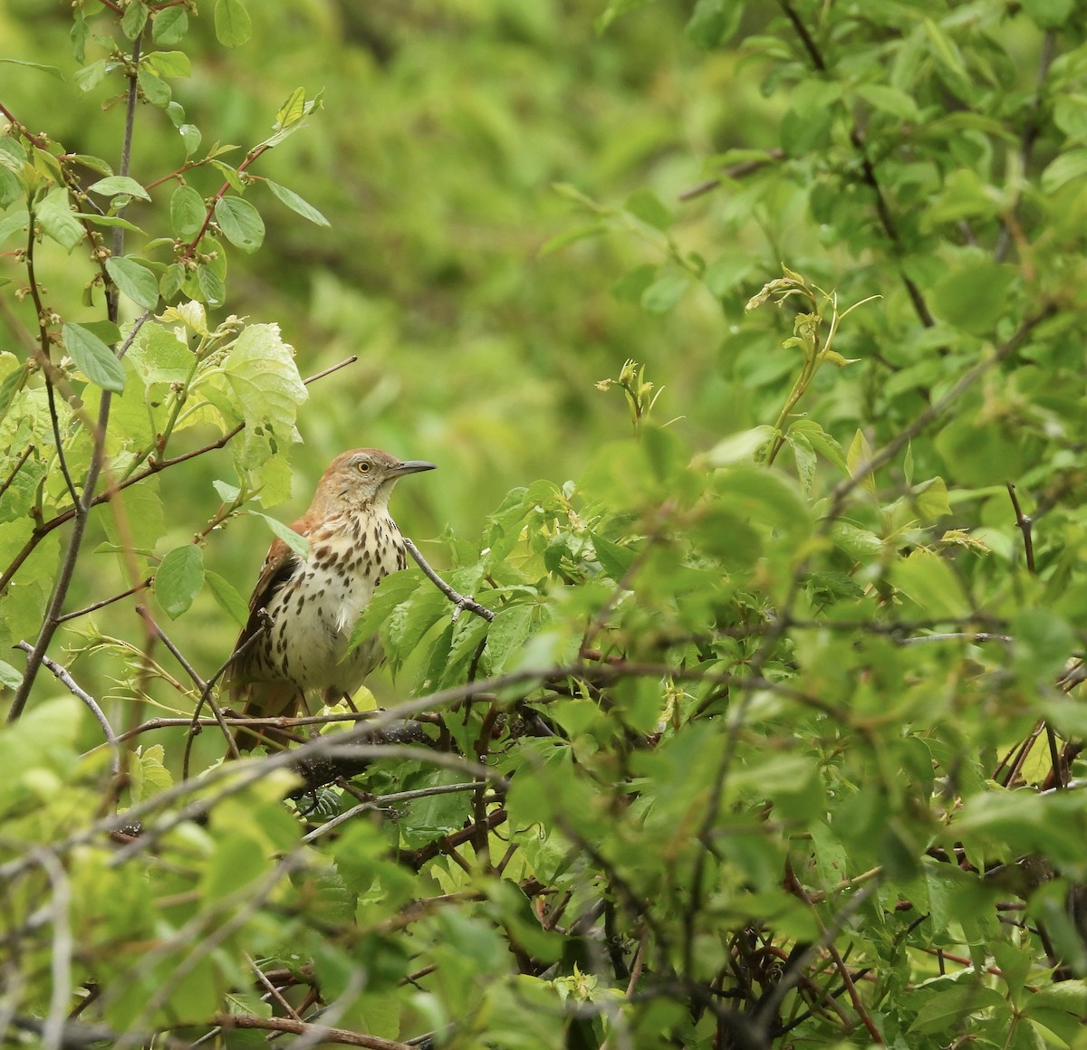 Brown Thrasher - ML647802041