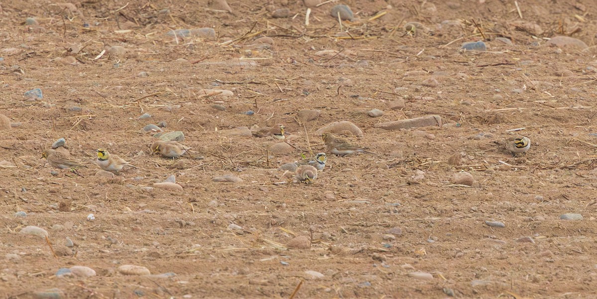 Alondra Cornuda - ML647802078