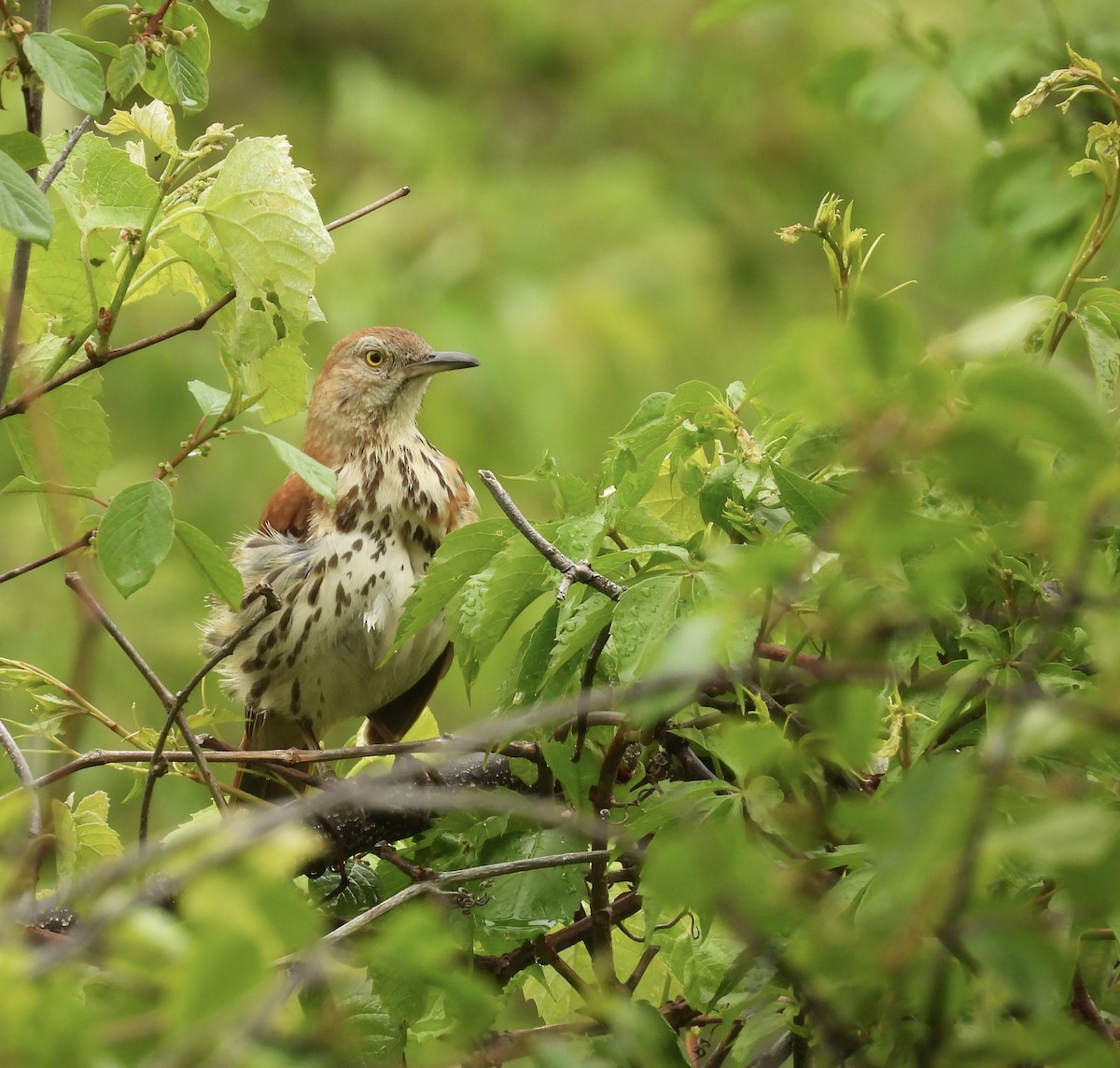 Brown Thrasher - ML647802080