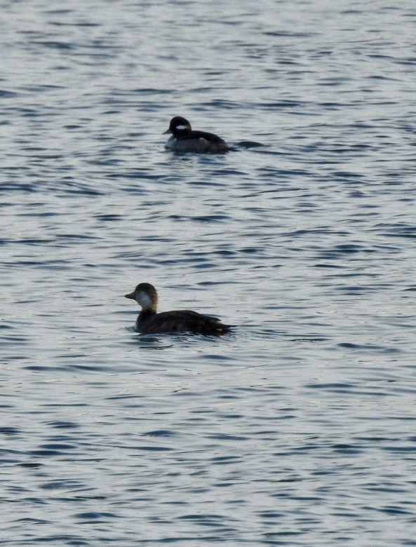 Американская синьга - ML647802085