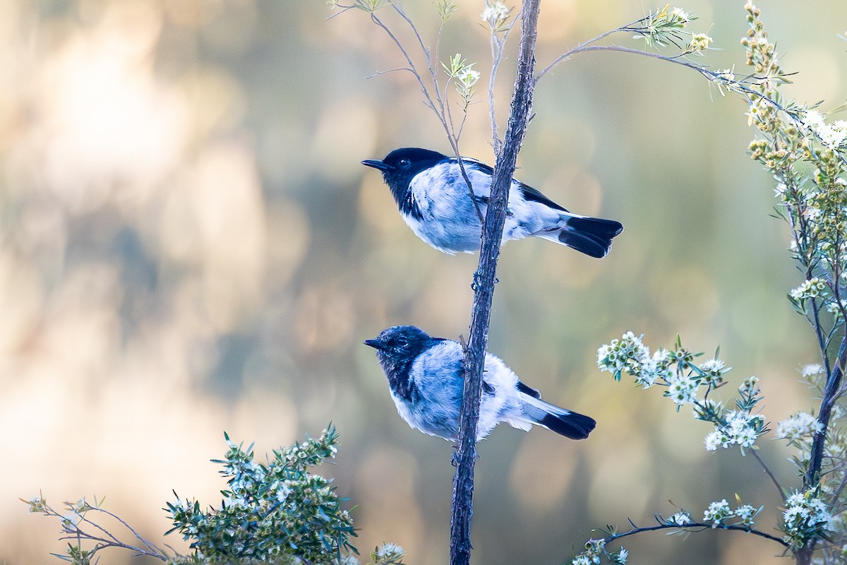 Hooded Robin - ML647802087
