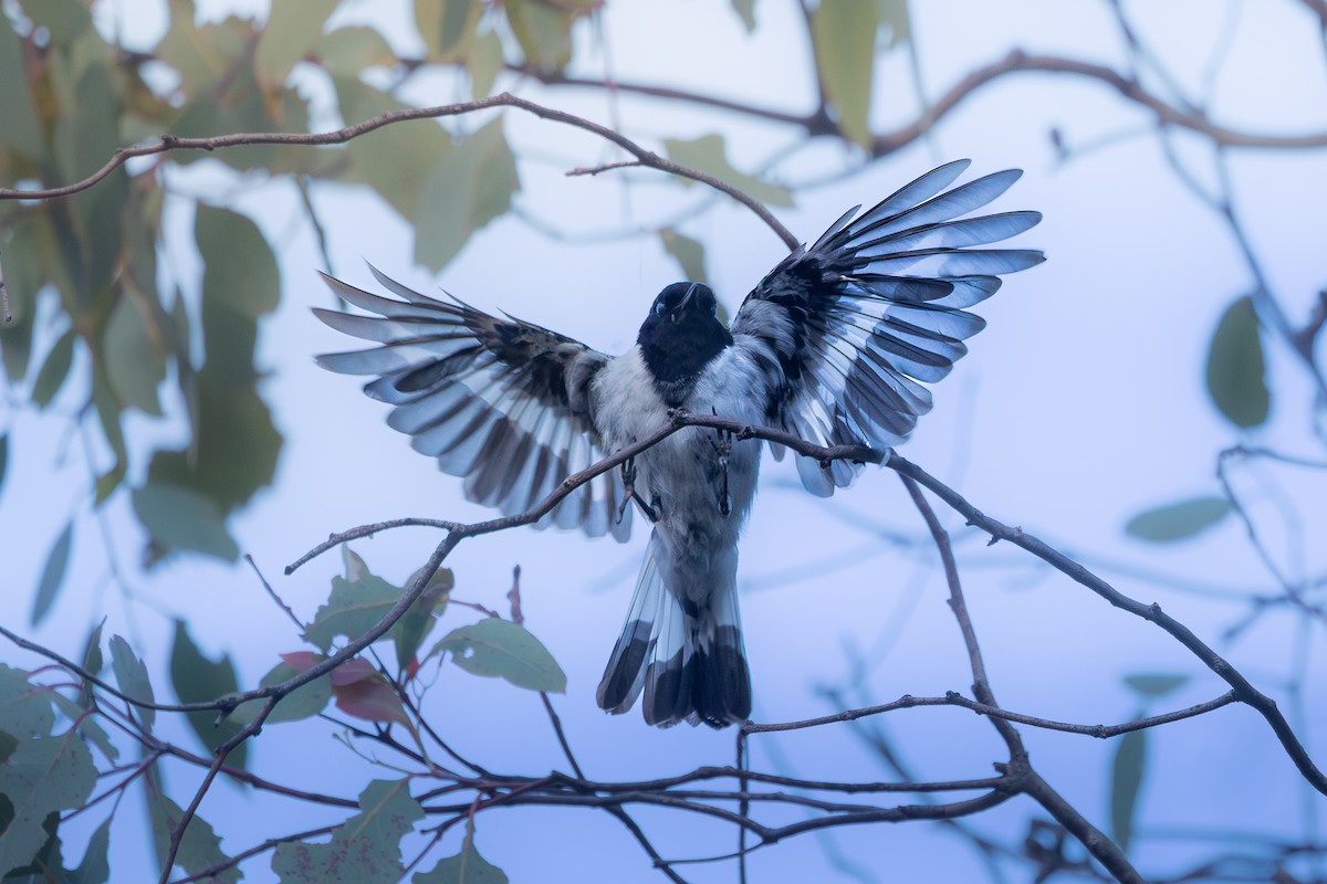 Hooded Robin - ML647802089