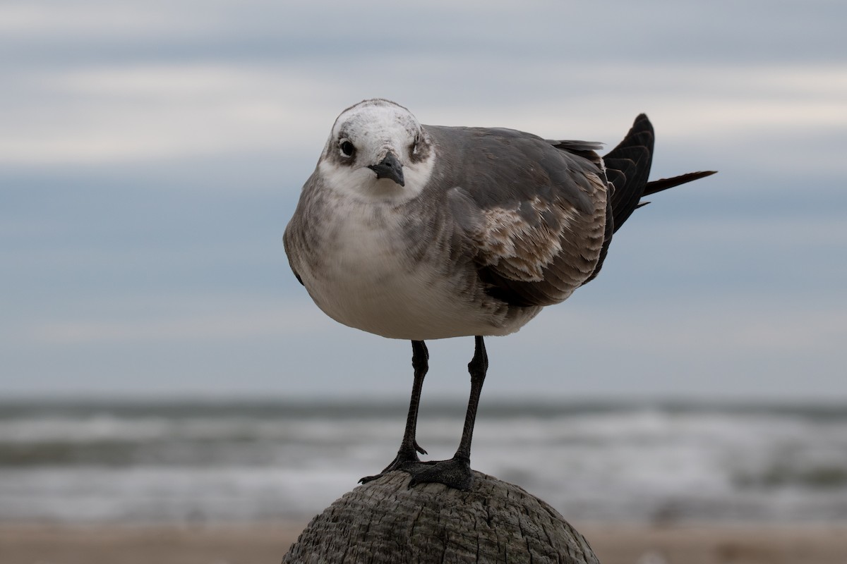 Ацтекская чайка - ML647802092