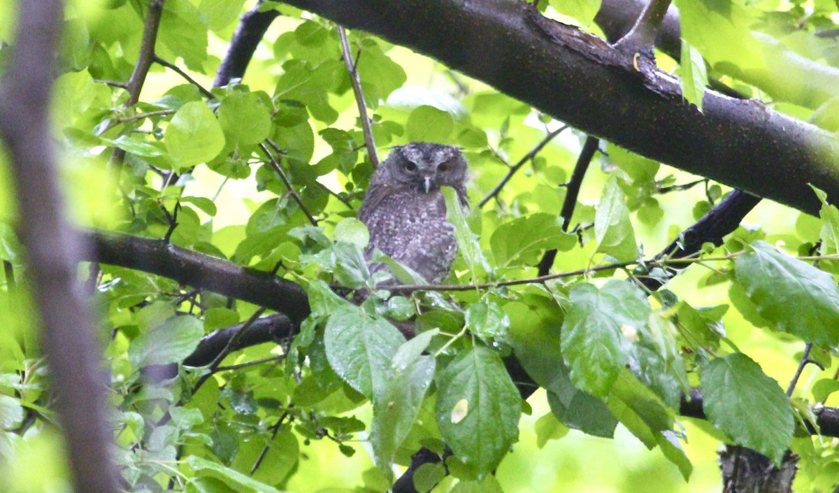 Сплюшка північна - ML647802106