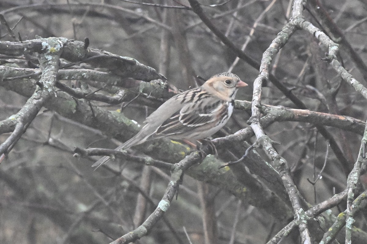 Harris's Sparrow - ML647802109