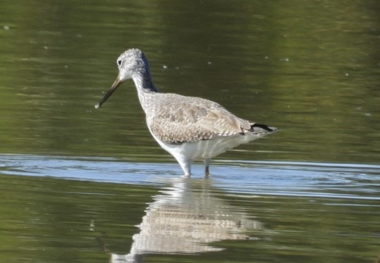 Greater Yellowlegs - ML647802129
