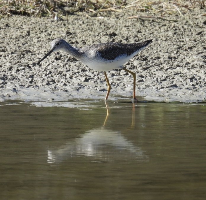 Greater Yellowlegs - ML647802130