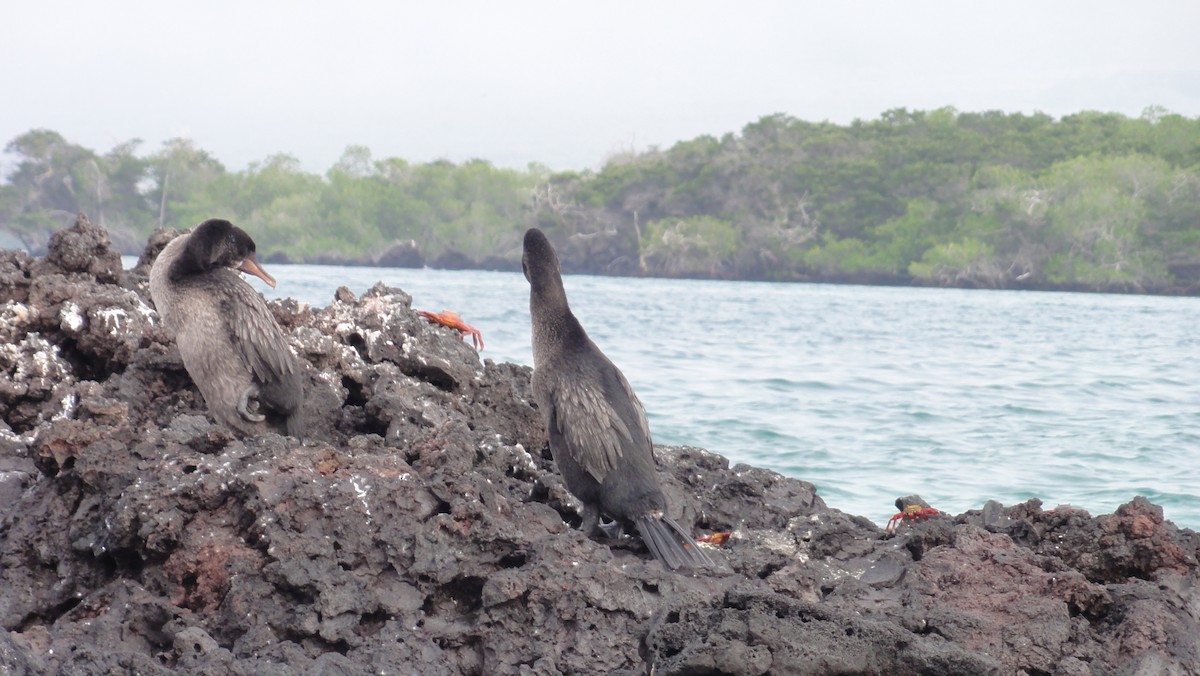 galapagosskarv - ML647802158