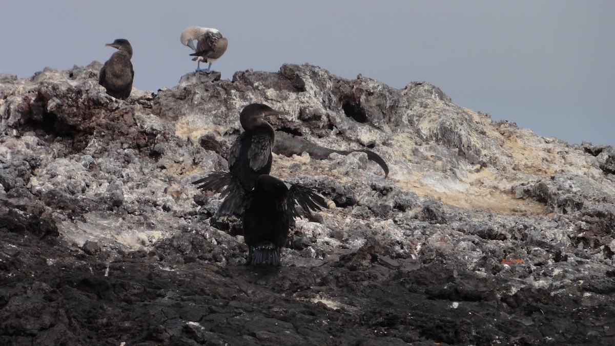 galapagosskarv - ML647802159