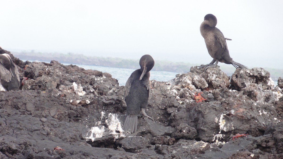 galapagosskarv - ML647802160