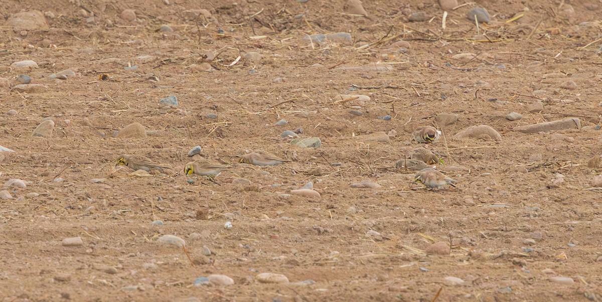 Alondra Cornuda - ML647802161