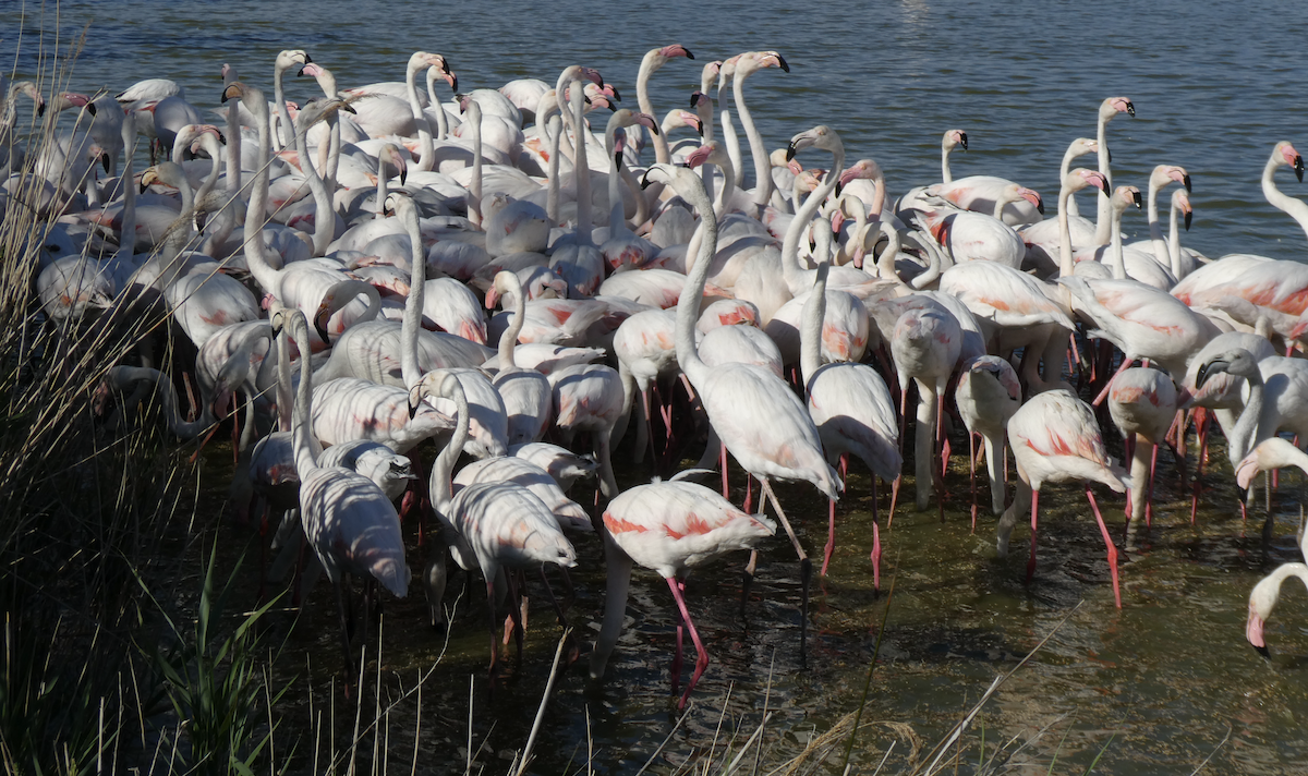 rosenflamingo - ML647802162
