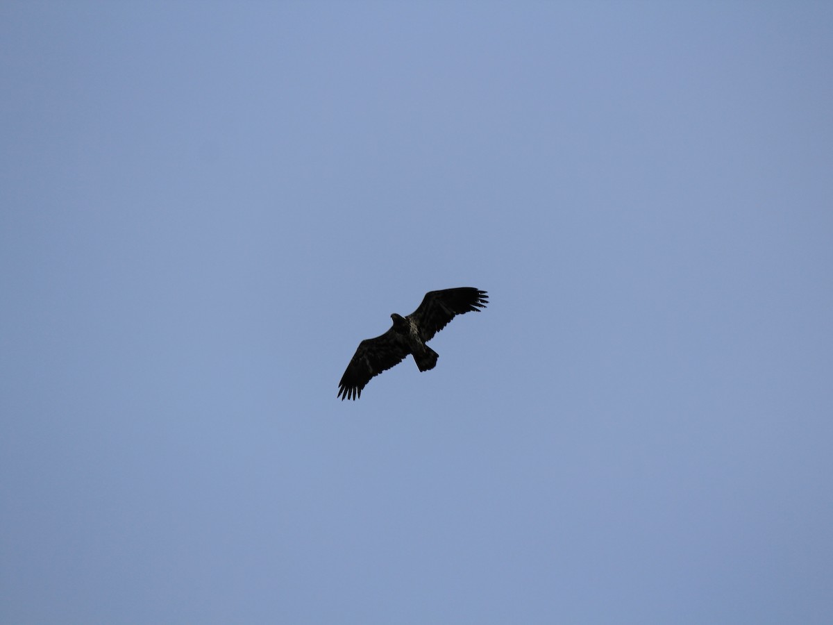 hvithodehavørn - ML647802163