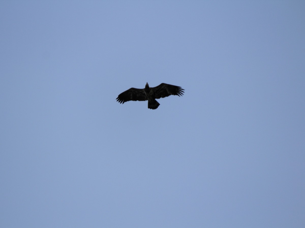 hvithodehavørn - ML647802164