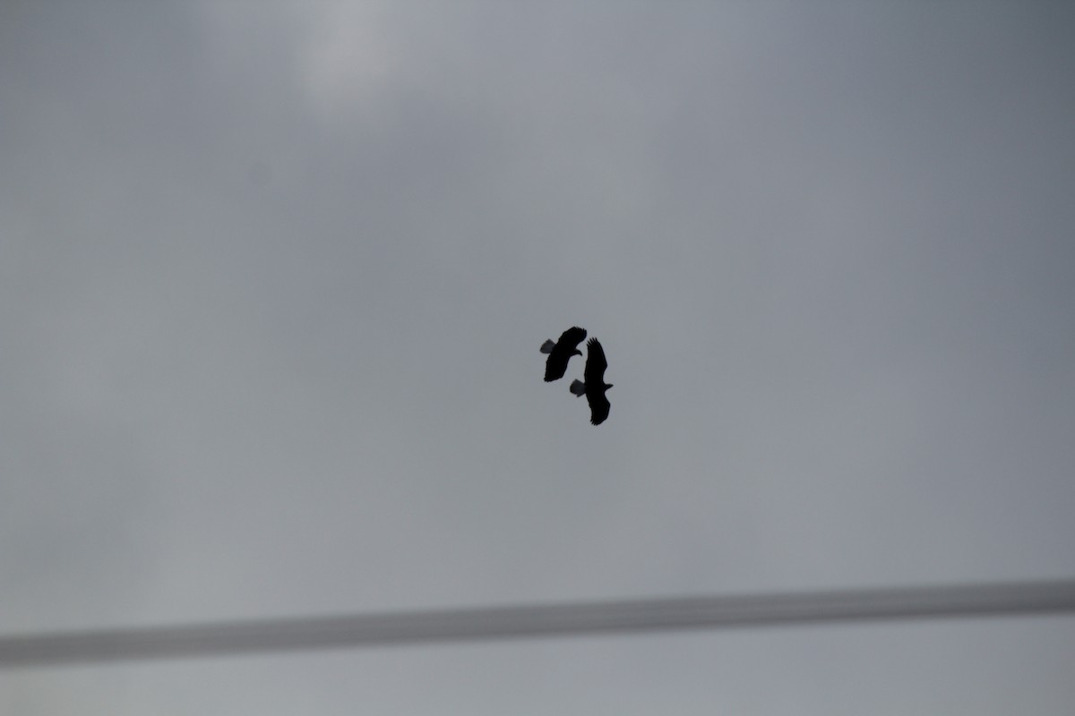 hvithodehavørn - ML647802165