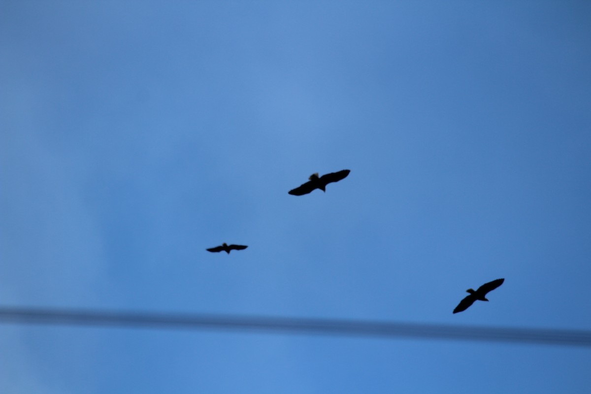 hvithodehavørn - ML647802166