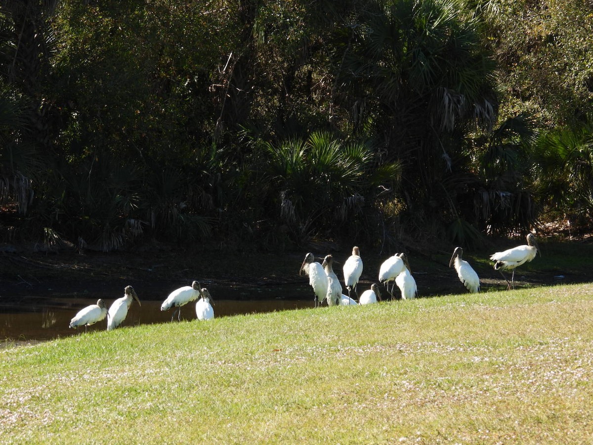 amerikastork - ML647802169