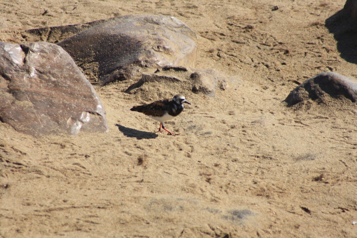 steinvender - ML647802171