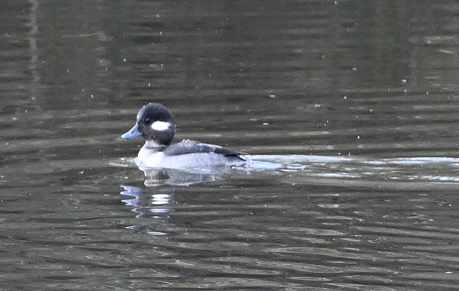 bøffeland - ML647802172