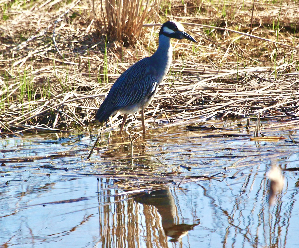 gulkronehegre - ML647802173